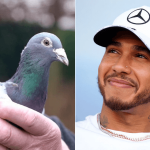 Lewis Hamilton of pigeons fetches insane €1.25 million at auction