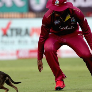 India vs West Indies Stray Dog invades ground and brings play to a halt
