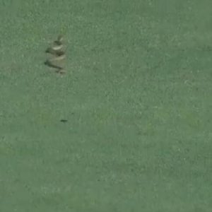 WATCH: Snake interrupts play in Andhra vs Vidarbha Ranji Trophy match