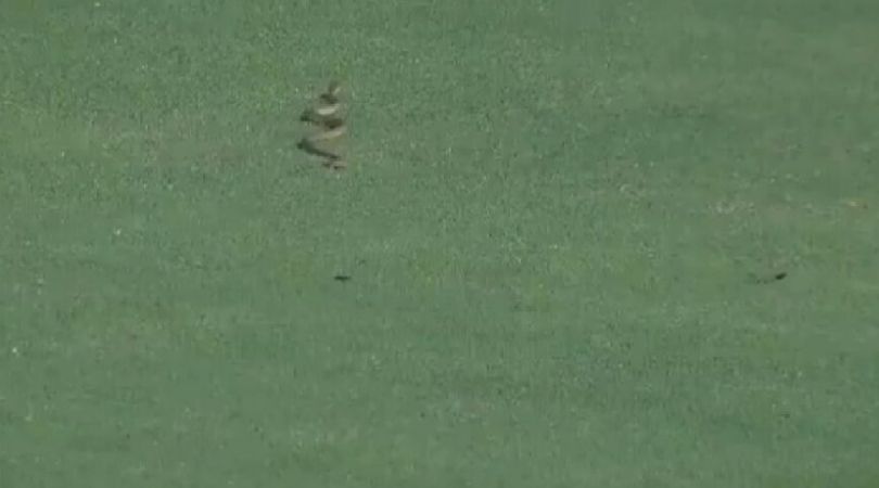 WATCH: Snake interrupts play in Andhra vs Vidarbha Ranji Trophy match