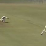WATCH: Nathan Lyon grabs flying stunner to dismiss Callum Ferguson in Sheffield Shield