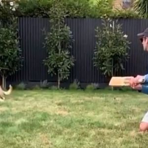 WATCH: Kane Williamson's dog grabs clean catch at slip to rule the internet