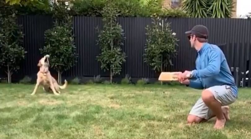 WATCH: Kane Williamson's dog grabs clean catch at slip to rule the internet