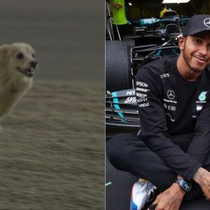 "I hope it’s not Roscoe."- Lewis Hamilton jokes after a dog disrupts FP2 in Bahrain