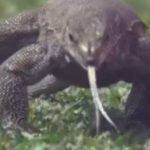 Monitor lizard: Sri Lanka vs England Galle Test witnesses uninvited reptile near the boundary rope