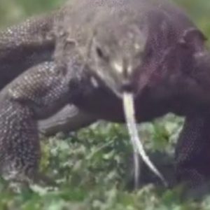 Monitor lizard: Sri Lanka vs England Galle Test witnesses uninvited reptile near the boundary rope