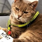 Who is Formulino: "It's good luck if he comes and sees you