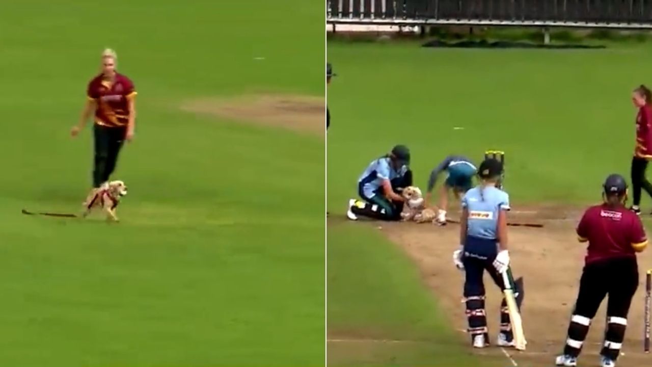 Dog pitch invader cricket: Dog enters ground and grabs ball in hilarious video from Women's All-Ireland T20