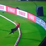 "Screaming Eagle": Kevin Pietersen posts video of acrobatic fielding effort in Legends League Cricket