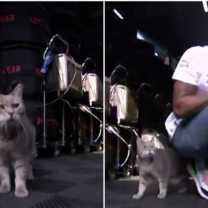 "It's good luck if he comes and sees you"- Throwback to when Lewis Hamilton and Sebastian Vettel met Imola's famous lucky paddock cat Formulino