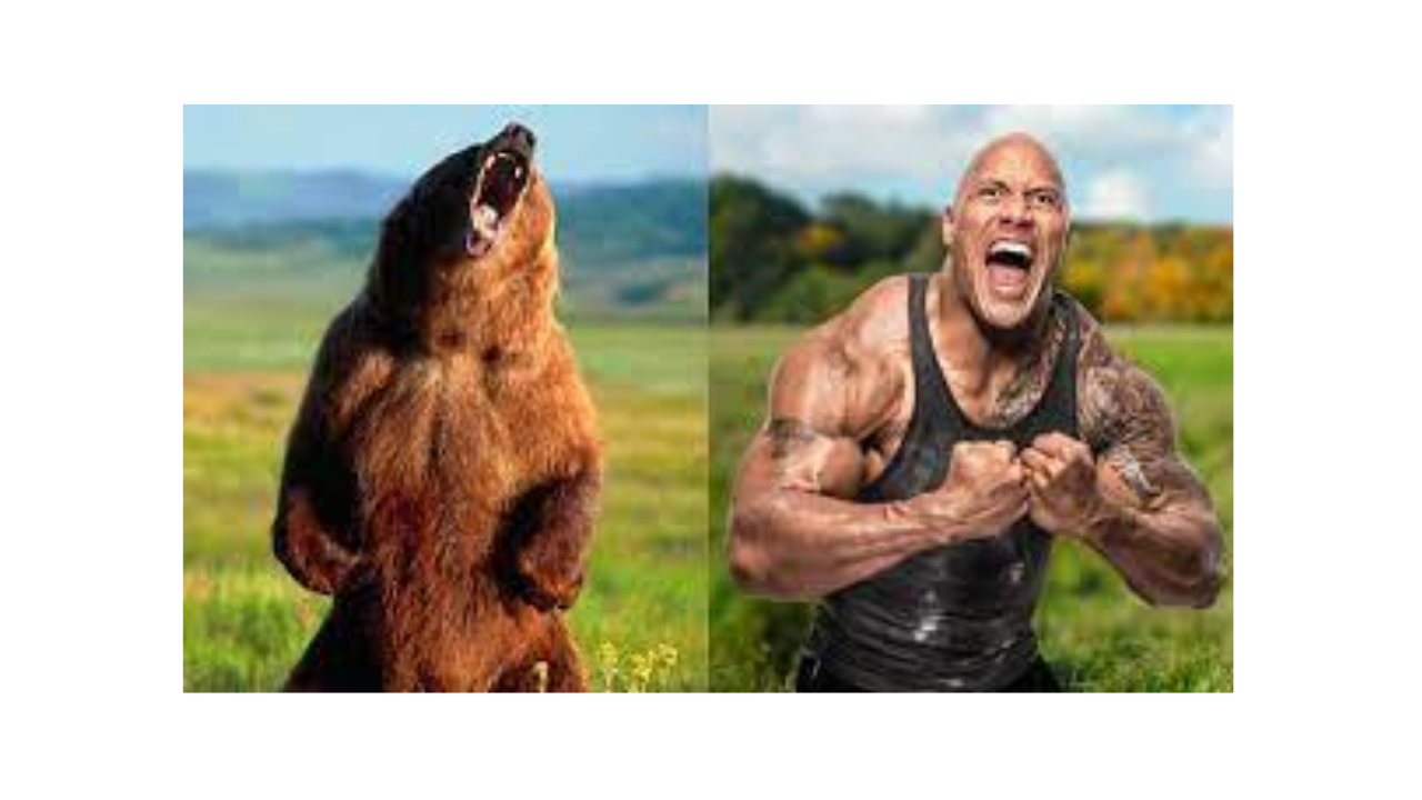 Vince McMahon The Rock Bear