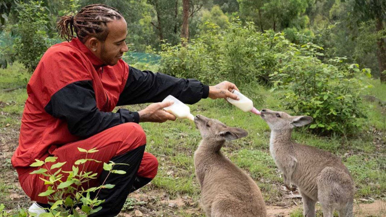 "$500,000 to Wires Wildlife Rescue"- When Mercedes driver donated half a million after knowing billion animals died in Australian fires