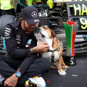 "Roscoe eats better than me"– Redditors envious over Lewis Hamilton's 15 inches tall dog's delicious vegan diet