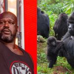 ‘Gorillas always go crazy when they see me’: 7ft Shaquille O’Neal explained why silverbacks feel intimidated when he shows up at zoos