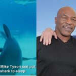 Mike Tyson Dana White Shark