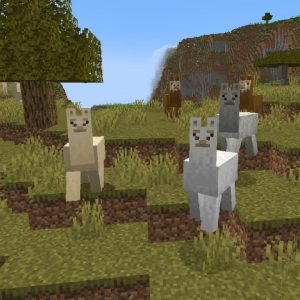 How to Breed Llamas in Minecraft