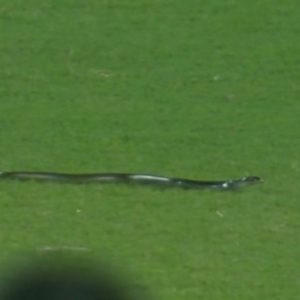 Snake in cricket ground: Watch snake stops play in India vs South Africa 2nd T20I in Guwahati