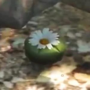 GTA V Peyote Plant Locations: All 27 Locations Revealed