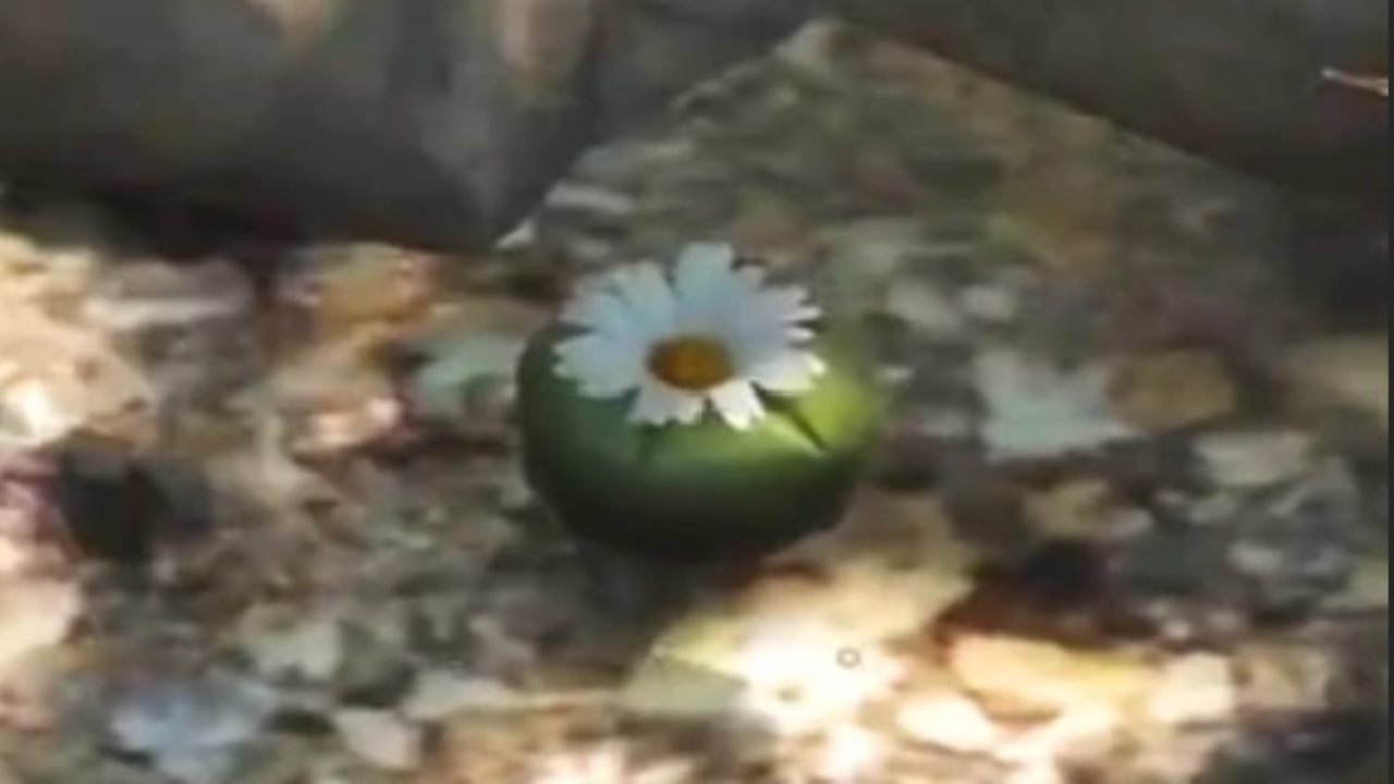 GTA V Peyote Plant Locations: All 27 Locations Revealed