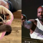 Shaq With a Sugar Glider: 7ft1" Shaquille O'Neal Makes a Tiny Animal Absolutely Terrified as Adorable Photos Reveal