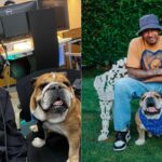 How 103 GP Winner Lewis Hamilton Proved He Could Take Care of His “Son” Roscoe?