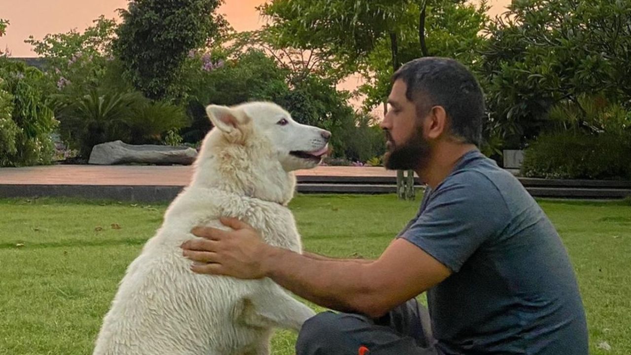 MS Dhoni Dogs: All We Know About MSD Dogs' Breed, Price, Name