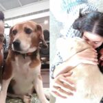 Virat Kohli Dogs: All We Know About King Kohli's Dog Breed, Price, Name