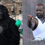 Dipping Into His $400,000,00 Fortune For A 39 Inch Koi Fish, Shaquille O'Neal Revealed Gorillas Went Crazy After Seeing Him