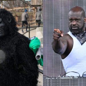 Dipping Into His $400,000,00 Fortune For A 39 Inch Koi Fish, Shaquille O'Neal Revealed Gorillas Went Crazy After Seeing Him