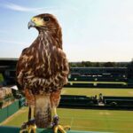 Why Rufus the Hawk Is an All Important Employee at Wimbledon?