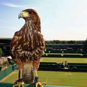 Why Rufus the Hawk Is an All Important Employee at Wimbledon?