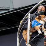 "Gets Therapy Every Week": Lewis Hamilton Opens Up on Elite Lifestyle of $25,000 Earning Roscoe