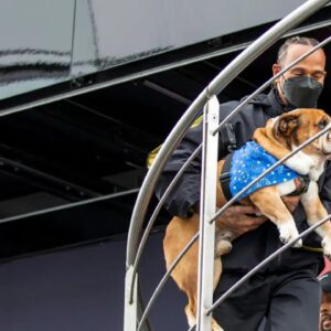 5 Years Before Roscoe's 11th Birthday, Bizarre Story of Lewis Hamilton Freezing Roscoe’s Sperm For His Post-Retirement Plans Goes Viral