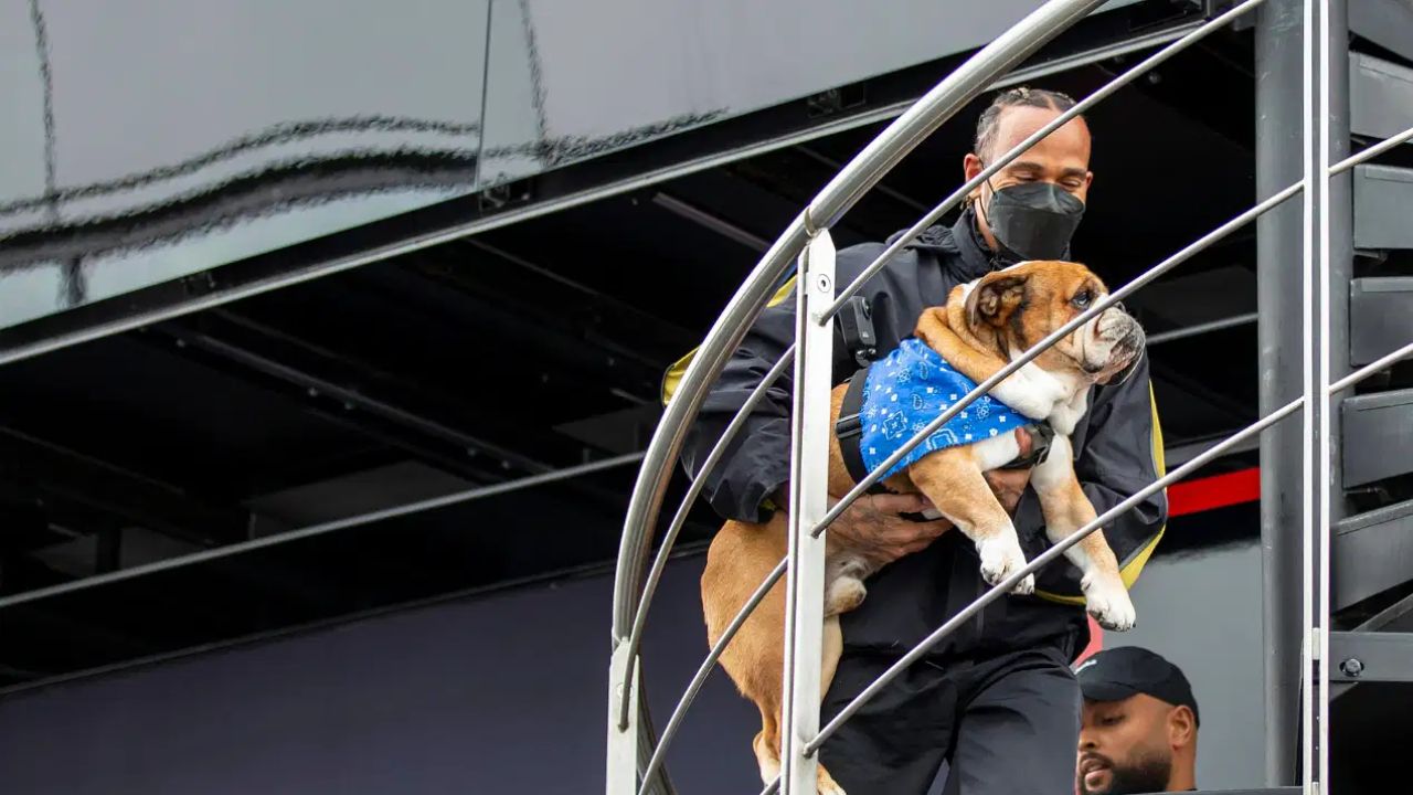 5 Years Before Roscoe's 11th Birthday, Bizarre Story of Lewis Hamilton Freezing Roscoe’s Sperm For His Post-Retirement Plans Goes Viral