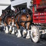 Budweiser Super Bowl Commercial 2024: Clydesdales are Back as America Gets Ready for the Biggest Night in Sports