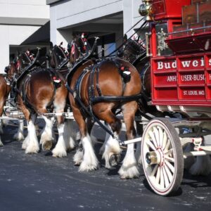 Budweiser Super Bowl Commercial 2024: Clydesdales are Back as America Gets Ready for the Biggest Night in Sports