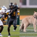 Curious Cat Crashes McLane Stadium Field for 10 Seconds During Baylor vs Air Force Game