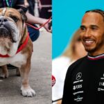 Lewis Hamilton Teams Up With Bramble To Promote 'Healthy' Vegan Diet For Roscoe
