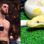 Islam Makhachev (L), Python (R)