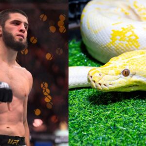 Islam Makhachev (L), Python (R)