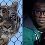 Bengal tiger, Shannon Sharpe