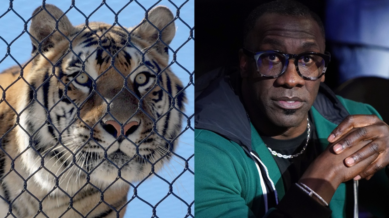 Bengal tiger, Shannon Sharpe