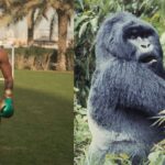 Conor McGregor (L), Gorilla (R)