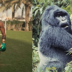 Conor McGregor (L), Gorilla (R)