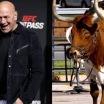 Dana White (L), Bull (R)