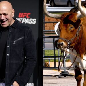 Dana White (L), Bull (R)