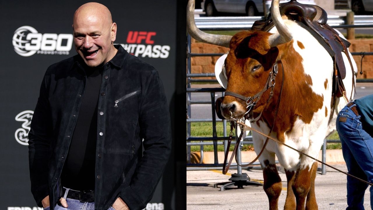 Dana White (L), Bull (R)